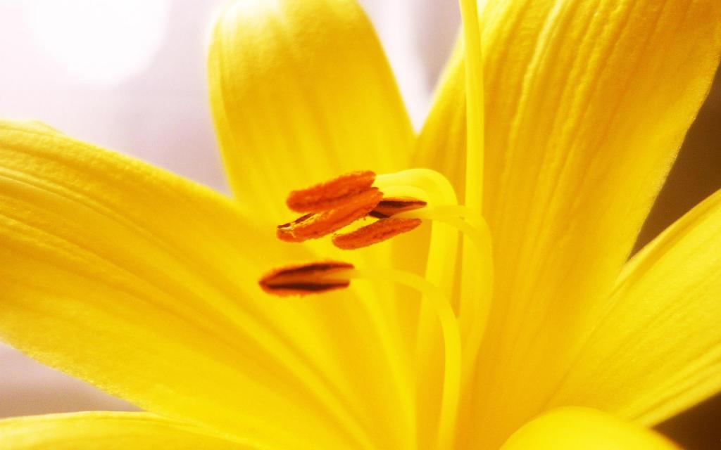 Tuyển tập hình ảnh hoa loa kèn vàng đẹp nhất - [Kích thước hình ảnh: 1024x640 px]
