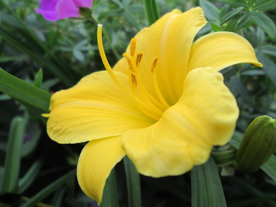 Tuyển tập hình ảnh hoa loa kèn vàng đẹp nhất - [Kích thước hình ảnh: 960x720 px]