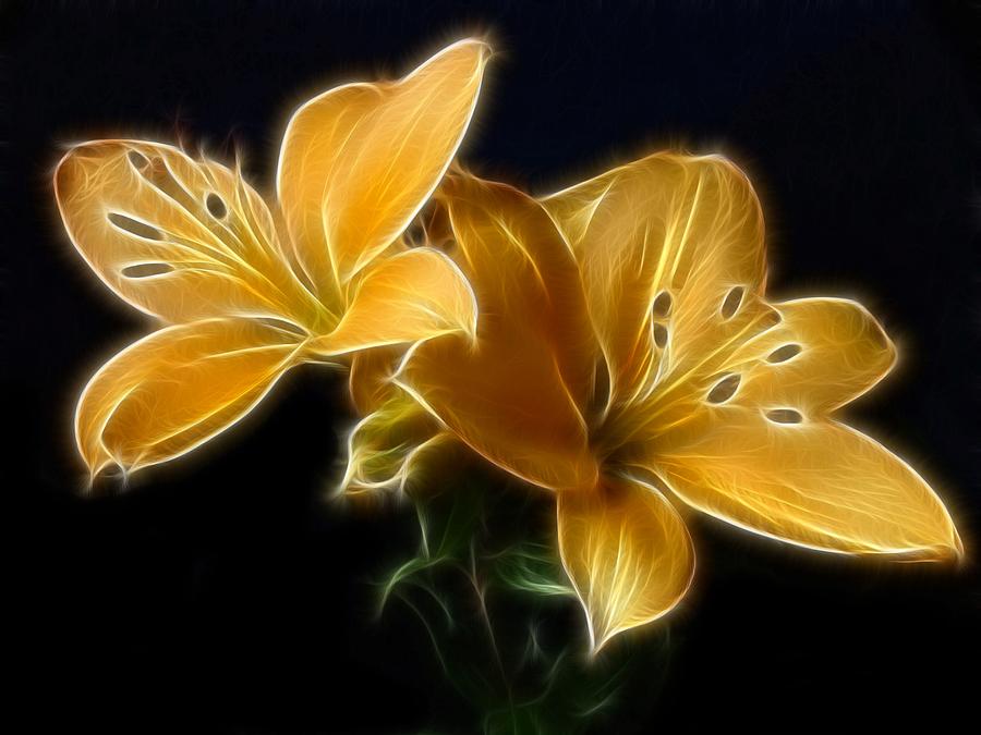 Tuyển tập hình ảnh hoa loa kèn vàng đẹp nhất - [Kích thước hình ảnh: 900x675 px]