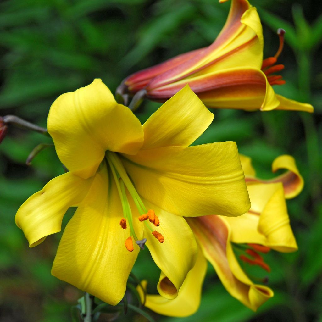Tuyển tập hình ảnh hoa loa kèn vàng đẹp nhất - [Kích thước hình ảnh: 1024x1024 px]
