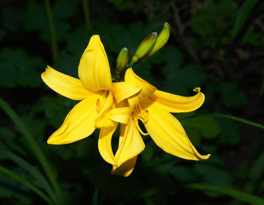 Tuyển tập hình ảnh hoa loa kèn vàng đẹp nhất - [Kích thước hình ảnh: 924x720 px]
