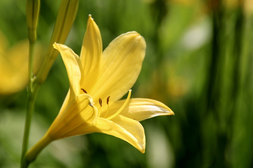 Tuyển tập hình ảnh hoa loa kèn vàng đẹp nhất - [Kích thước hình ảnh: 960x640 px]