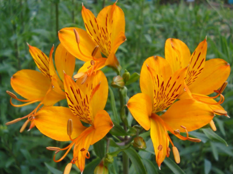Tuyển tập hình ảnh hoa loa kèn vàng đẹp nhất - [Kích thước hình ảnh: 800x600 px]