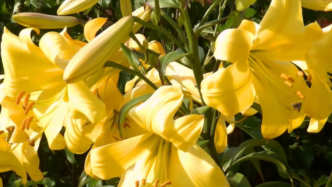 Tuyển tập hình ảnh hoa loa kèn vàng đẹp nhất - [Kích thước hình ảnh: 1280x720 px]