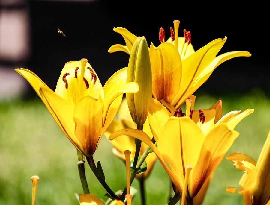 Tuyển tập hình ảnh hoa loa kèn vàng đẹp nhất - [Kích thước hình ảnh: 900x685 px]