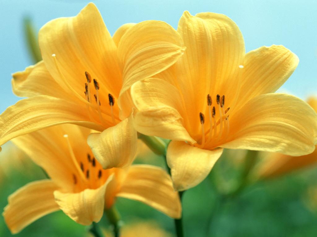 Tuyển tập hình ảnh hoa loa kèn vàng đẹp nhất - [Kích thước hình ảnh: 1024x768 px]