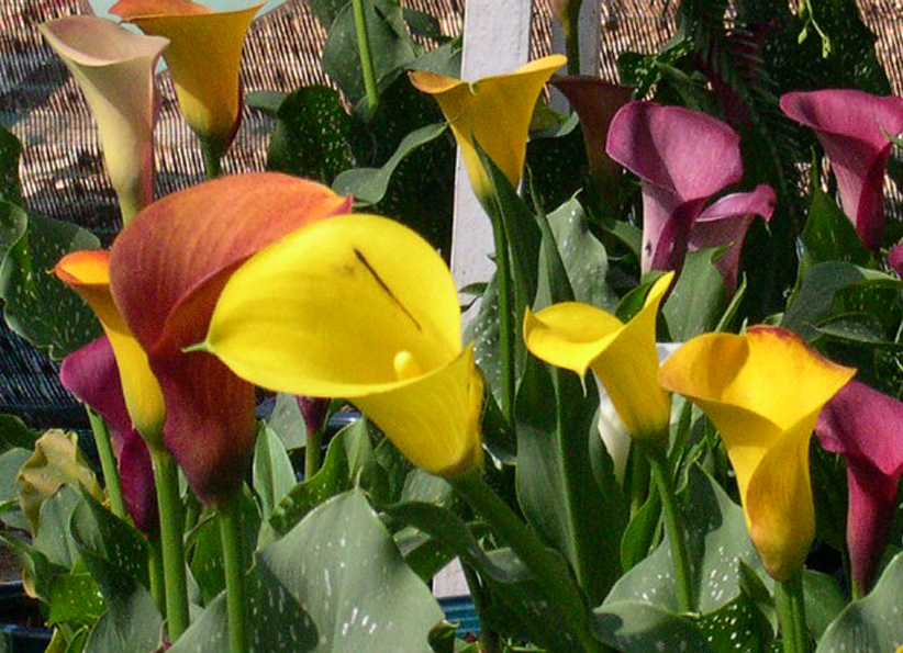 Tuyển tập hình ảnh hoa loa kèn vàng đẹp nhất - [Kích thước hình ảnh: 822x595 px]