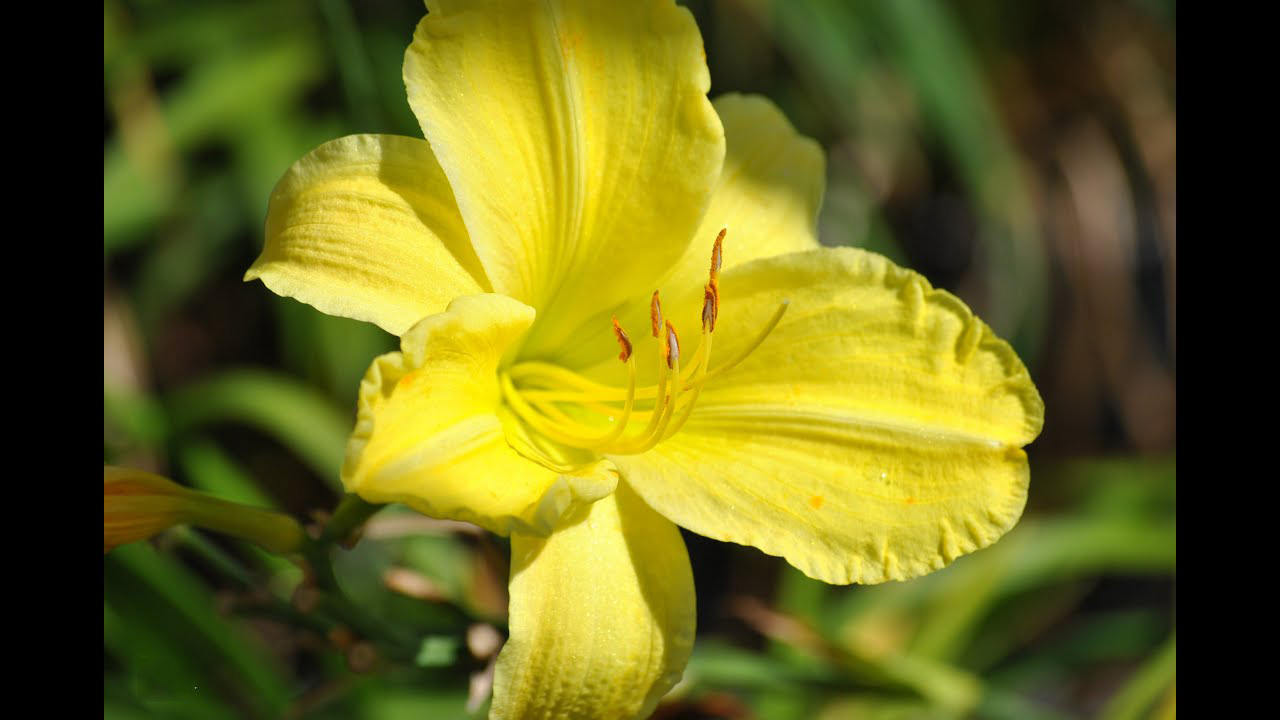 Tuyển tập hình ảnh hoa loa kèn vàng đẹp nhất - [Kích thước hình ảnh: 1280x720 px]