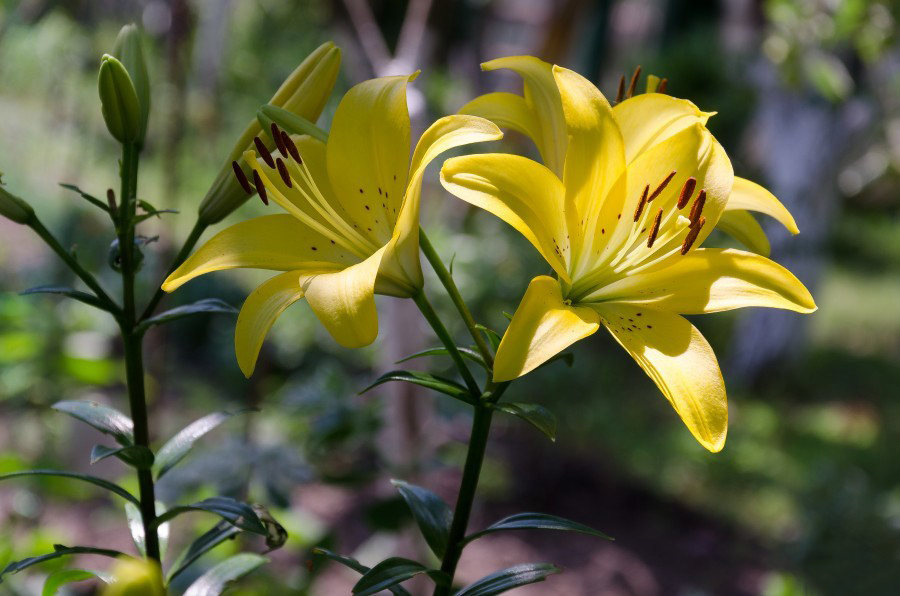 Tuyển tập hình ảnh hoa loa kèn vàng đẹp nhất - [Kích thước hình ảnh: 900x596 px]