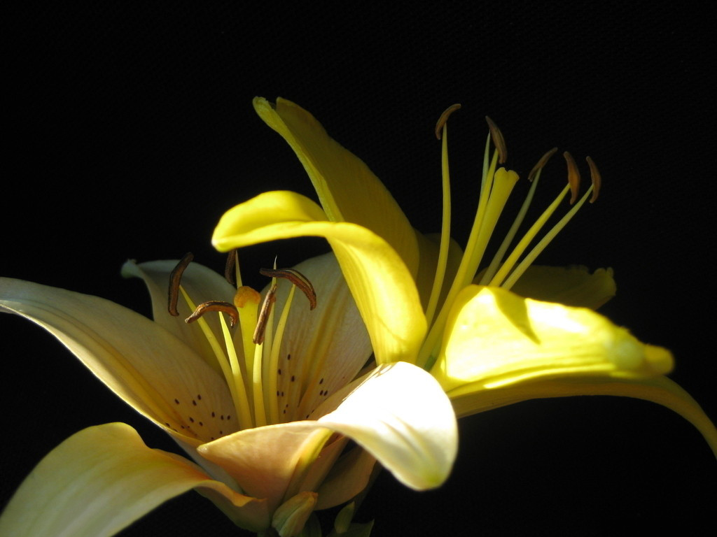 Tuyển tập hình ảnh hoa loa kèn vàng đẹp nhất - [Kích thước hình ảnh: 1024x768 px]
