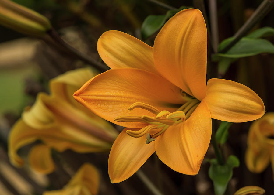 Tuyển tập hình ảnh hoa loa kèn vàng đẹp nhất - [Kích thước hình ảnh: 900x642 px]