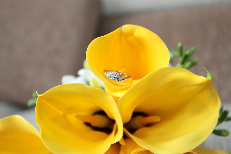 Tuyển tập hình ảnh hoa loa kèn vàng đẹp nhất - [Kích thước hình ảnh: 960x640 px]