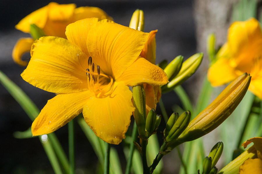 Tuyển tập hình ảnh hoa loa kèn vàng đẹp nhất - [Kích thước hình ảnh: 900x600 px]