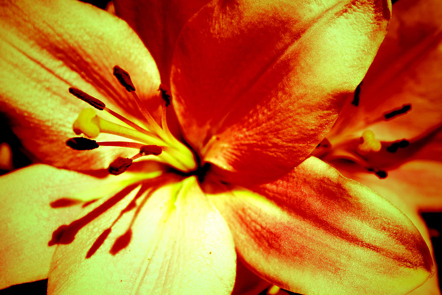 Tuyển tập hình ảnh hoa loa kèn vàng đẹp nhất - [Kích thước hình ảnh: 900x600 px]