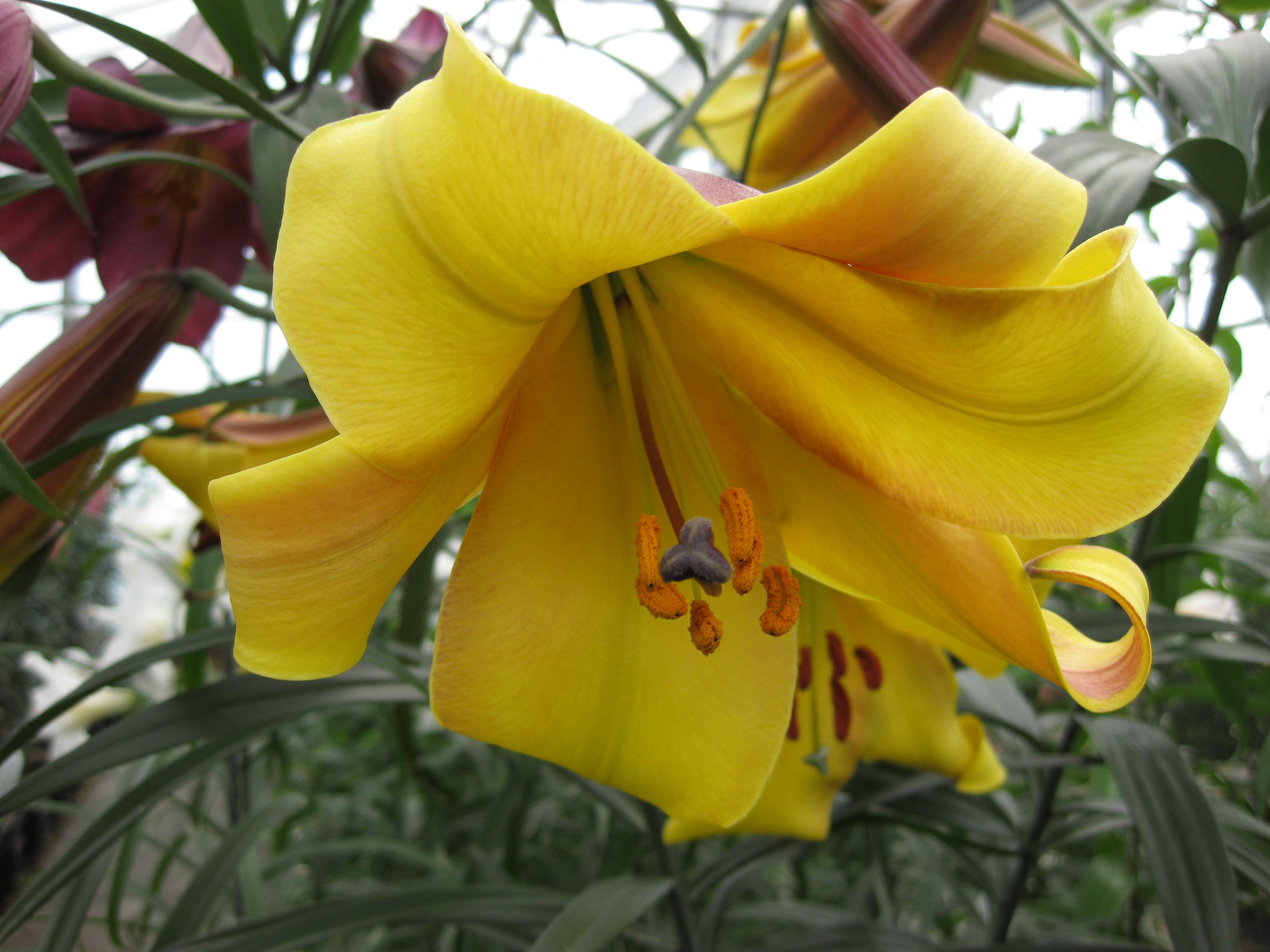 Tuyển tập hình ảnh hoa loa kèn vàng đẹp nhất - [Kích thước hình ảnh: 3648x2736 px]