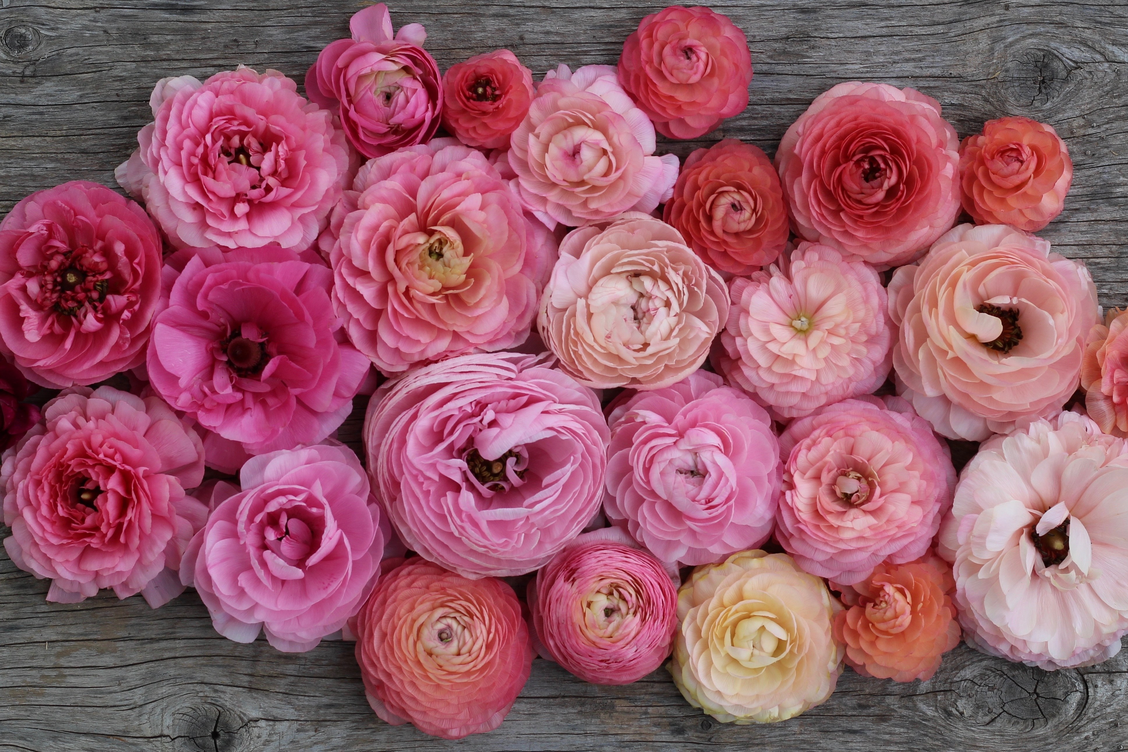 Tổng hợp những hình ảnh đẹp nhất về hoa mao lương – Loài hoa mang ý nghĩa hạnh phúc - [Kích thước hình ảnh: 3874x2583 px]