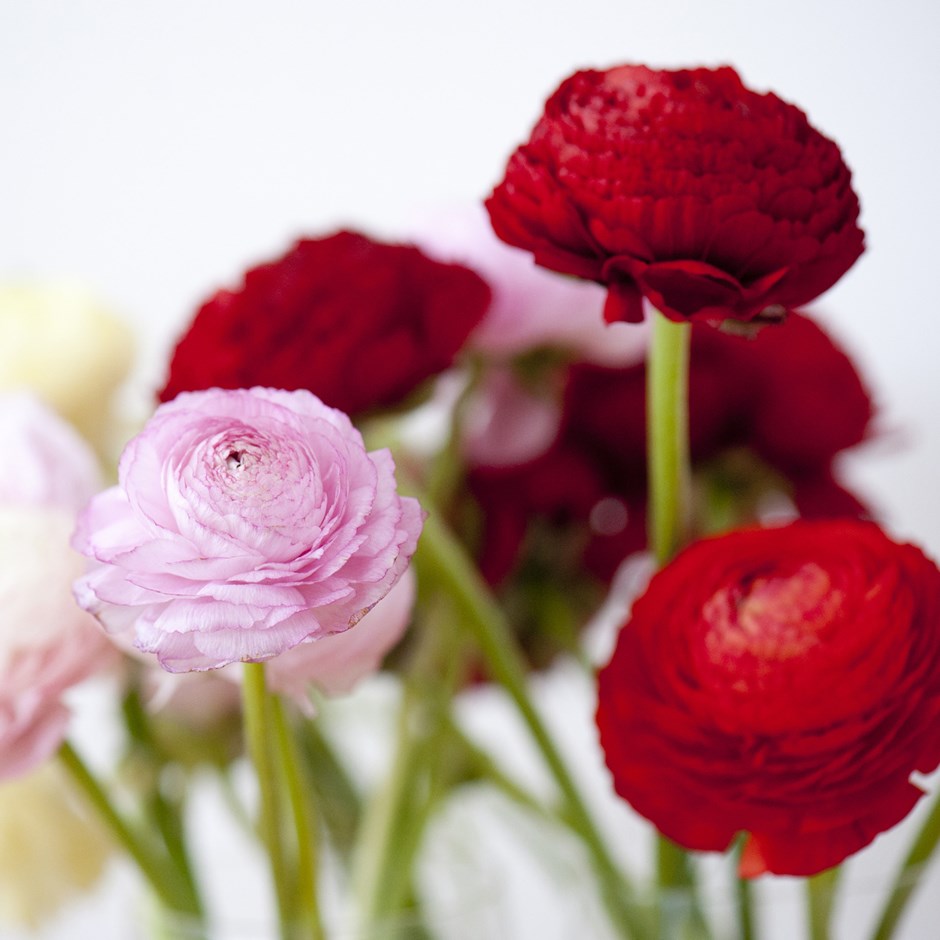 Tổng hợp những hình ảnh đẹp nhất về hoa mao lương – Loài hoa mang ý nghĩa hạnh phúc - [Kích thước hình ảnh: 940x940 px]