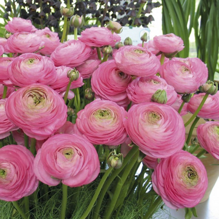 Tổng hợp những hình ảnh đẹp nhất về hoa mao lương – Loài hoa mang ý nghĩa hạnh phúc - [Kích thước hình ảnh: 750x750 px]