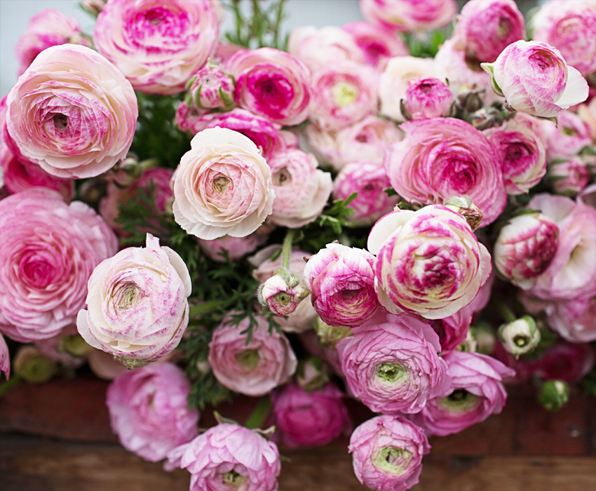 Tổng hợp những hình ảnh đẹp nhất về hoa mao lương – Loài hoa mang ý nghĩa hạnh phúc - [Kích thước hình ảnh: 850x700 px]