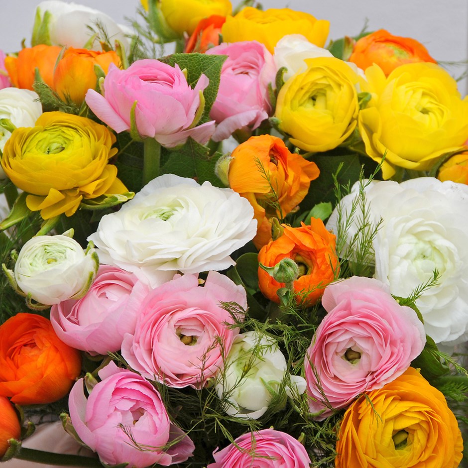 Tổng hợp những hình ảnh đẹp nhất về hoa mao lương – Loài hoa mang ý nghĩa hạnh phúc - [Kích thước hình ảnh: 940x940 px]