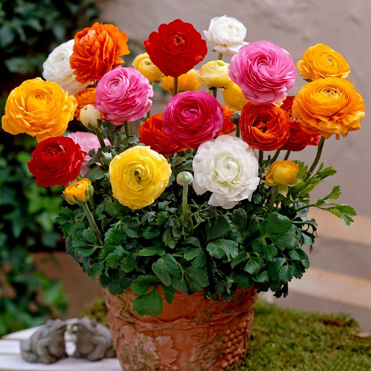 Tổng hợp những hình ảnh đẹp nhất về hoa mao lương – Loài hoa mang ý nghĩa hạnh phúc - [Kích thước hình ảnh: 1200x1200 px]