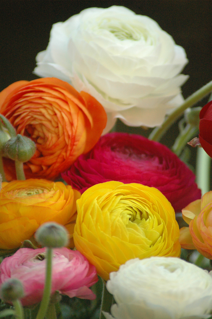 Tổng hợp những hình ảnh đẹp nhất về hoa mao lương – Loài hoa mang ý nghĩa hạnh phúc - [Kích thước hình ảnh: 681x1024 px]