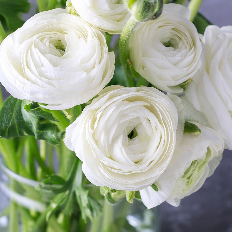 Tổng hợp những hình ảnh đẹp nhất về hoa mao lương – Loài hoa mang ý nghĩa hạnh phúc - [Kích thước hình ảnh: 800x800 px]