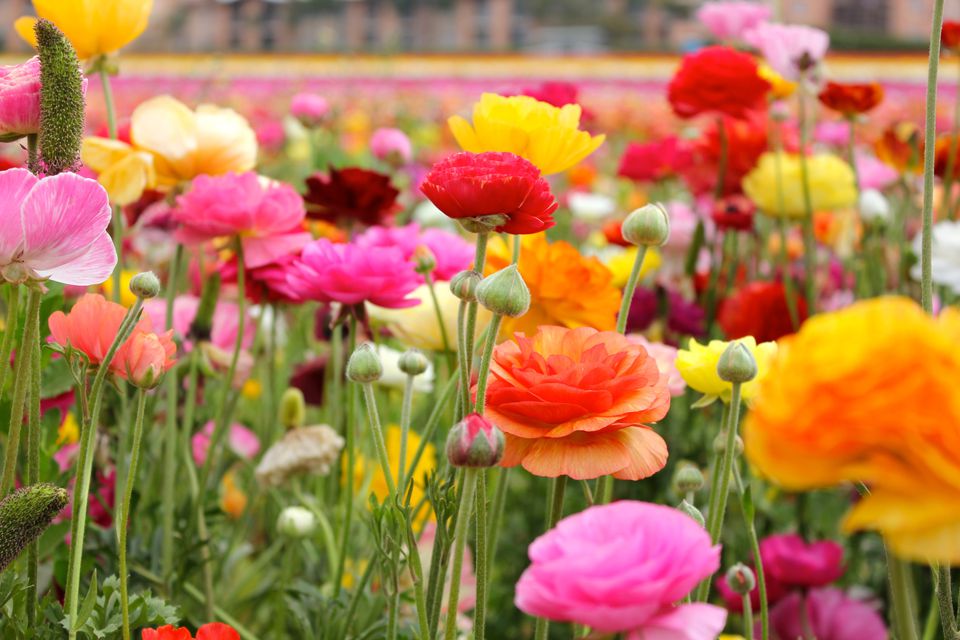 Tổng hợp những hình ảnh đẹp nhất về hoa mao lương – Loài hoa mang ý nghĩa hạnh phúc - [Kích thước hình ảnh: 960x640 px]