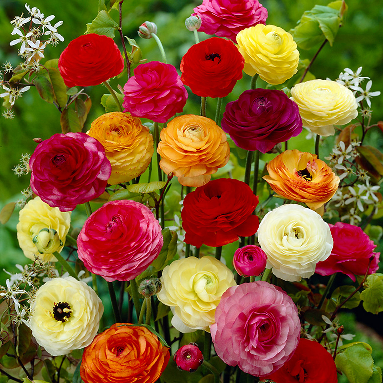 Tổng hợp những hình ảnh đẹp nhất về hoa mao lương – Loài hoa mang ý nghĩa hạnh phúc - [Kích thước hình ảnh: 1223x1223 px]