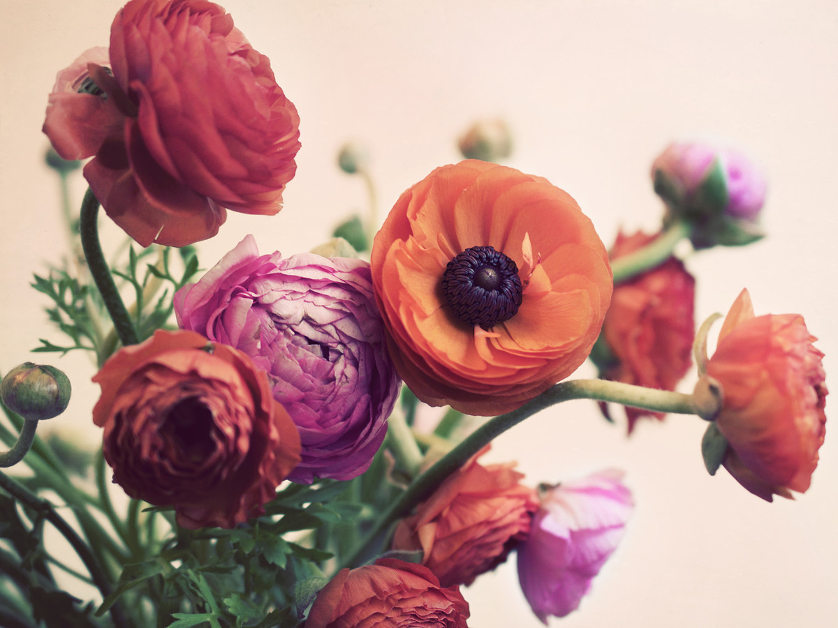 Tổng hợp những hình ảnh đẹp nhất về hoa mao lương – Loài hoa mang ý nghĩa hạnh phúc - [Kích thước hình ảnh: 1200x900 px]