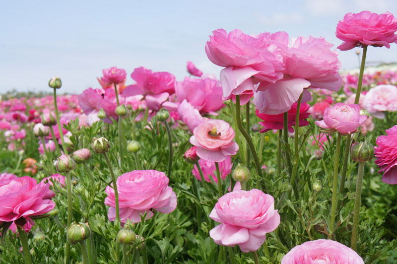 Tổng hợp những hình ảnh đẹp nhất về hoa mao lương – Loài hoa mang ý nghĩa hạnh phúc - [Kích thước hình ảnh: 800x532 px]