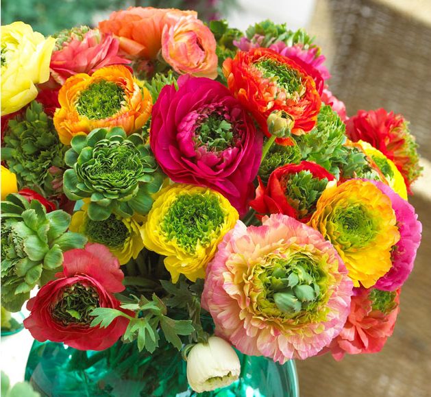 Tổng hợp những hình ảnh đẹp nhất về hoa mao lương – Loài hoa mang ý nghĩa hạnh phúc - [Kích thước hình ảnh: 629x579 px]