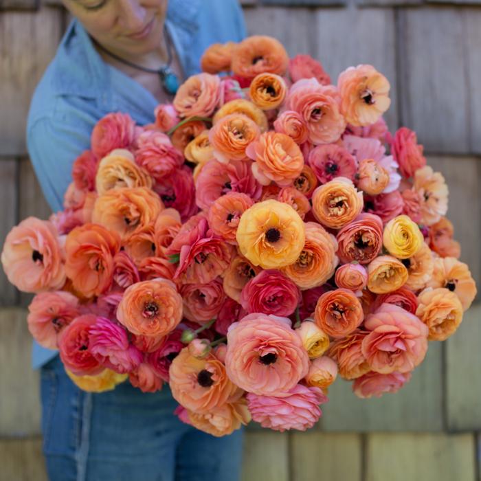 Tổng hợp những hình ảnh đẹp nhất về hoa mao lương – Loài hoa mang ý nghĩa hạnh phúc - [Kích thước hình ảnh: 700x700 px]