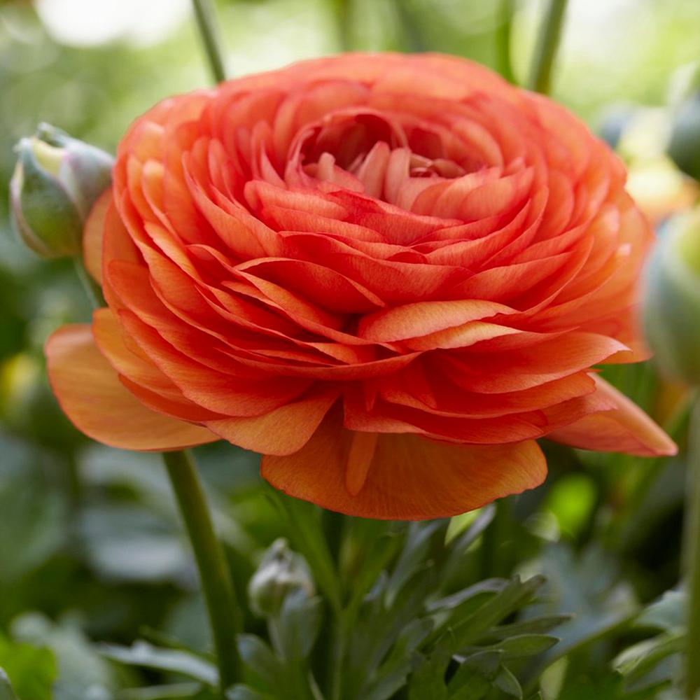 Tổng hợp những hình ảnh đẹp nhất về hoa mao lương – Loài hoa mang ý nghĩa hạnh phúc - [Kích thước hình ảnh: 1000x1000 px]