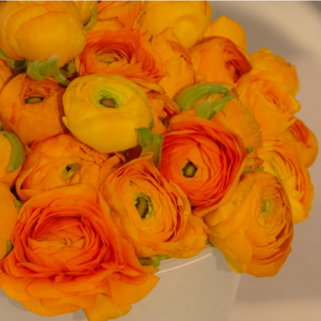 Tổng hợp những hình ảnh đẹp nhất về hoa mao lương – Loài hoa mang ý nghĩa hạnh phúc - [Kích thước hình ảnh: 650x650 px]