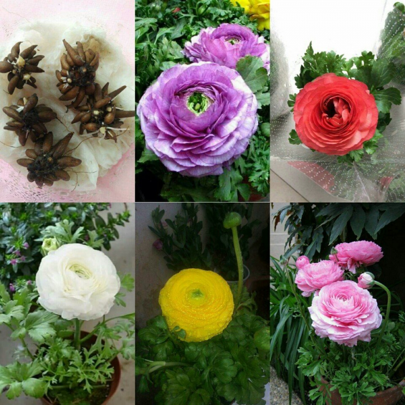 Tổng hợp những hình ảnh đẹp nhất về hoa mao lương – Loài hoa mang ý nghĩa hạnh phúc - [Kích thước hình ảnh: 800x800 px]