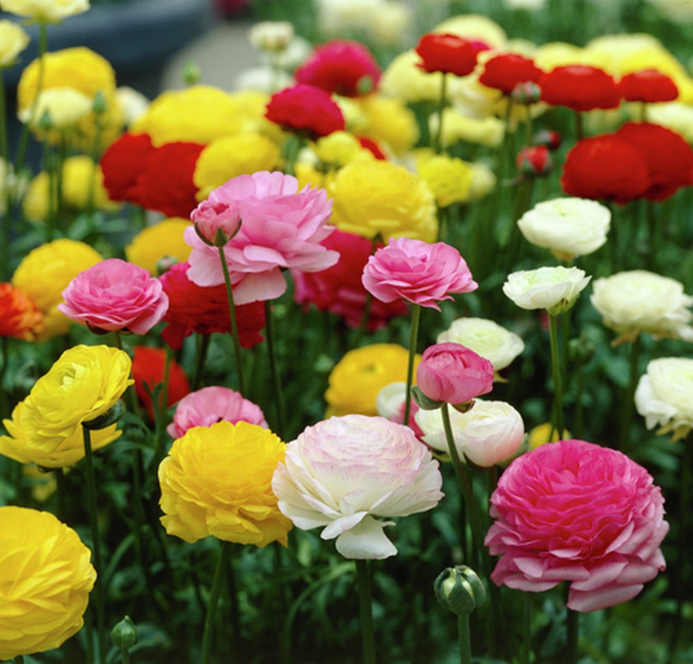 Tổng hợp những hình ảnh đẹp nhất về hoa mao lương – Loài hoa mang ý nghĩa hạnh phúc - [Kích thước hình ảnh: 1000x958 px]