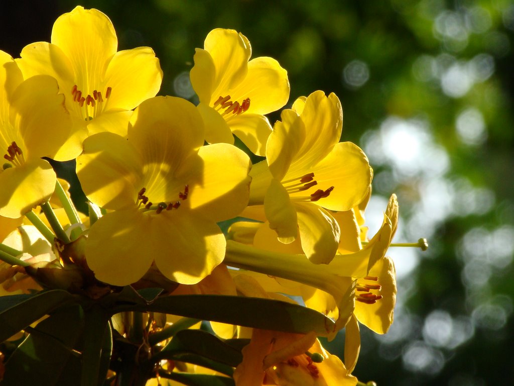 Tổng hợp những hình ảnh đẹp ý nghĩa về hoa đỗ quyên - [Kích thước hình ảnh: 1024x768 px]