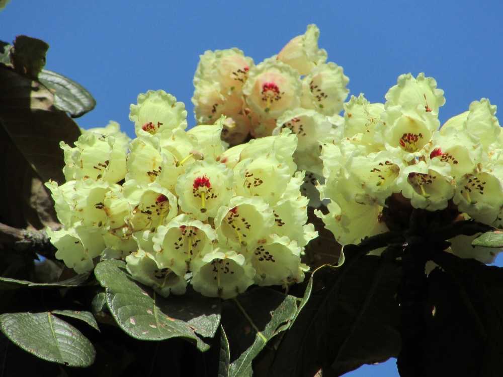 Tổng hợp những hình ảnh đẹp ý nghĩa về hoa đỗ quyên - [Kích thước hình ảnh: 1000x749 px]
