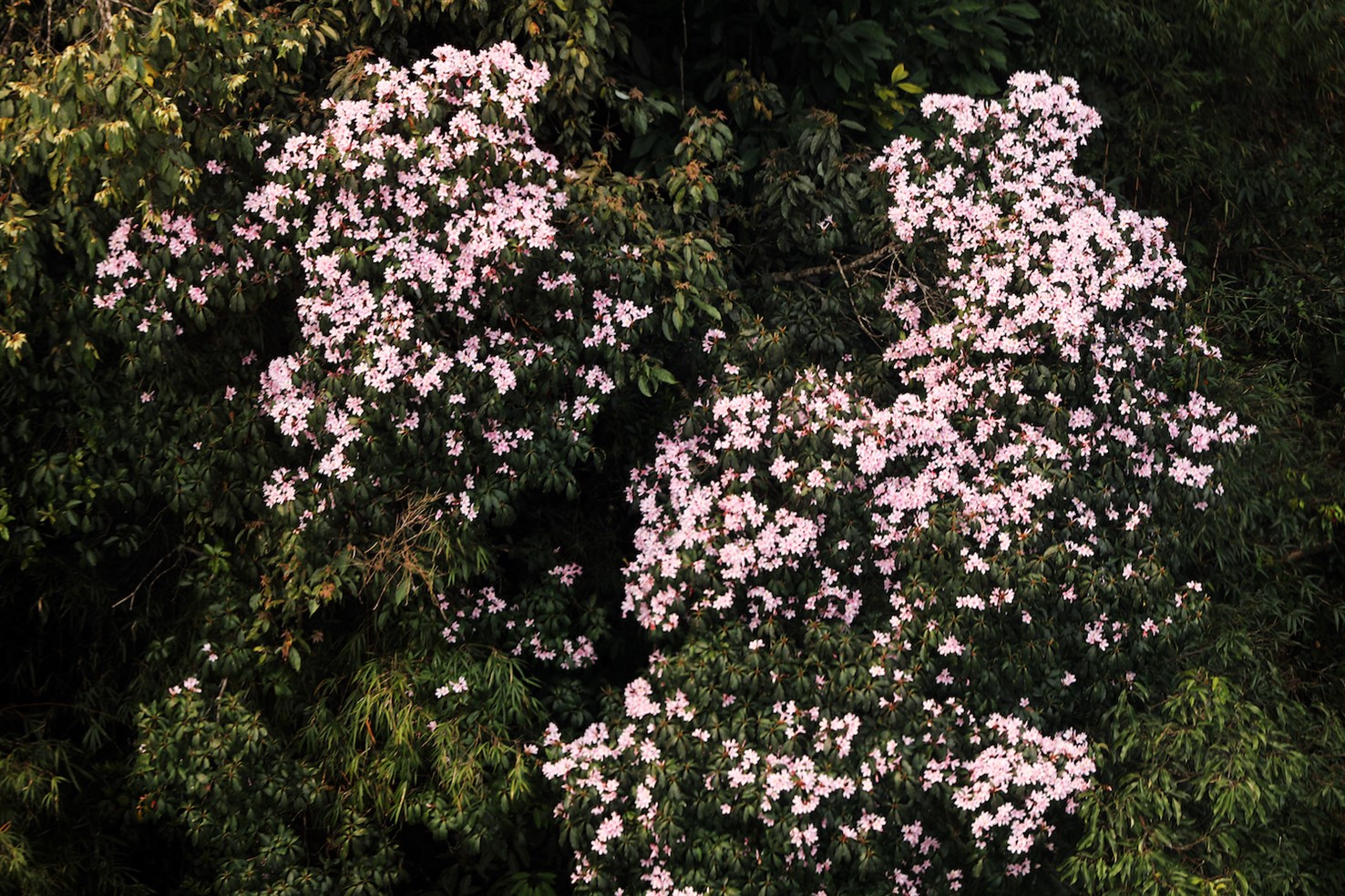 Tổng hợp những hình ảnh đẹp ý nghĩa về hoa đỗ quyên - [Kích thước hình ảnh: 1476x984 px]