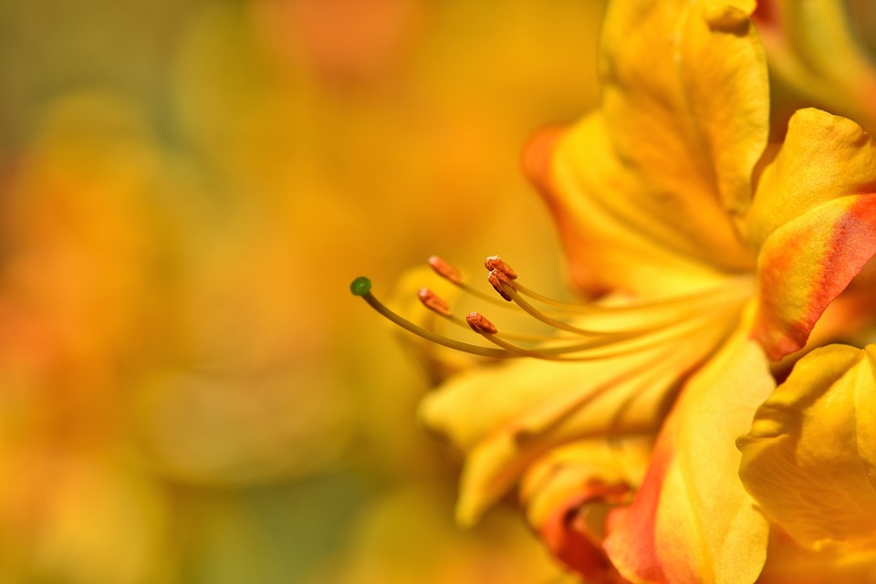 Tổng hợp những hình ảnh đẹp ý nghĩa về hoa đỗ quyên - [Kích thước hình ảnh: 960x640 px]