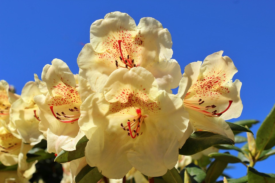 Tổng hợp những hình ảnh đẹp ý nghĩa về hoa đỗ quyên - [Kích thước hình ảnh: 960x640 px]