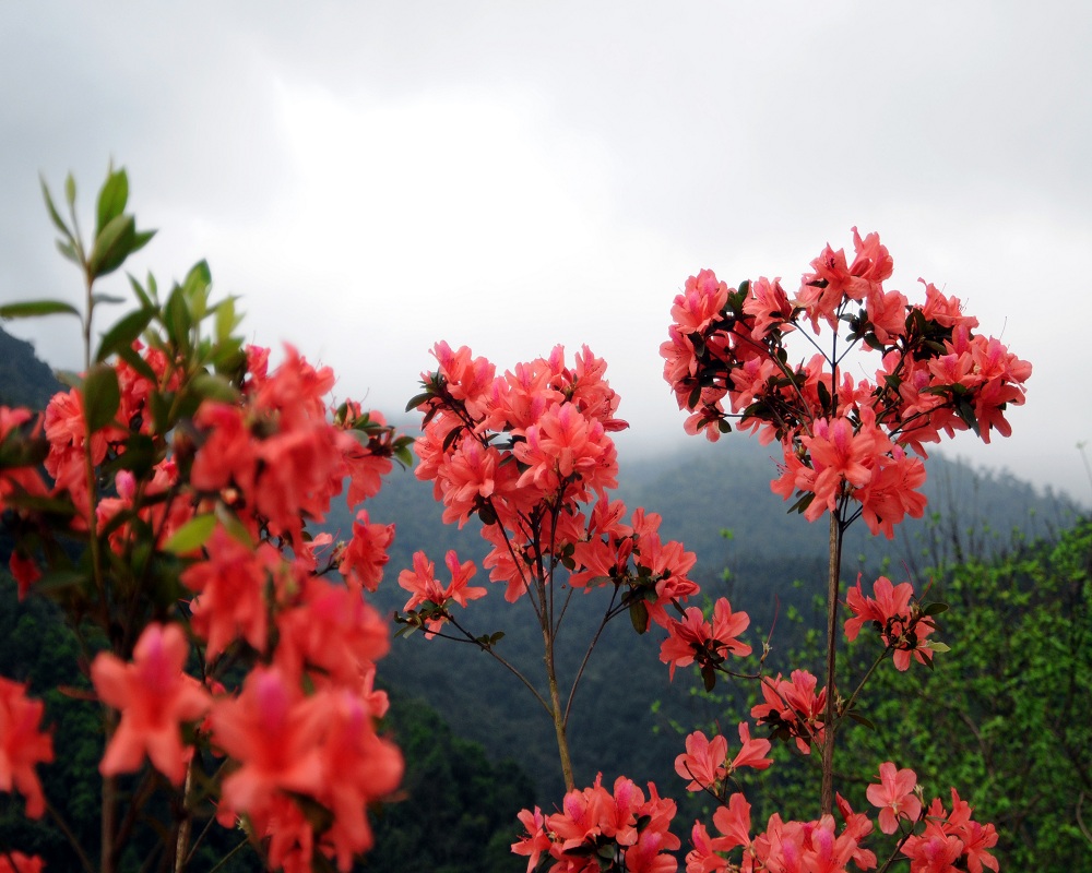 Tổng hợp những hình ảnh đẹp ý nghĩa về hoa đỗ quyên - [Kích thước hình ảnh: 1000x800 px]
