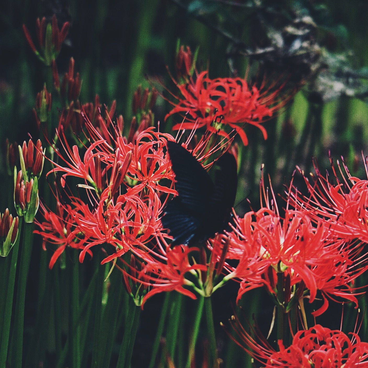 Tuyển tập hình ảnh hoa bỉ ngạn đỏ đẹp nhất - [Kích thước hình ảnh: 1408x1408 px]