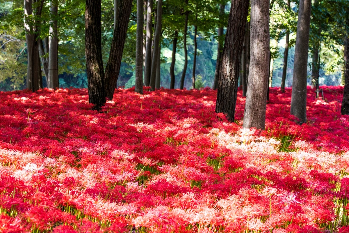 Tuyển tập hình ảnh hoa bỉ ngạn đỏ đẹp nhất - [Kích thước hình ảnh: 1200x800 px]
