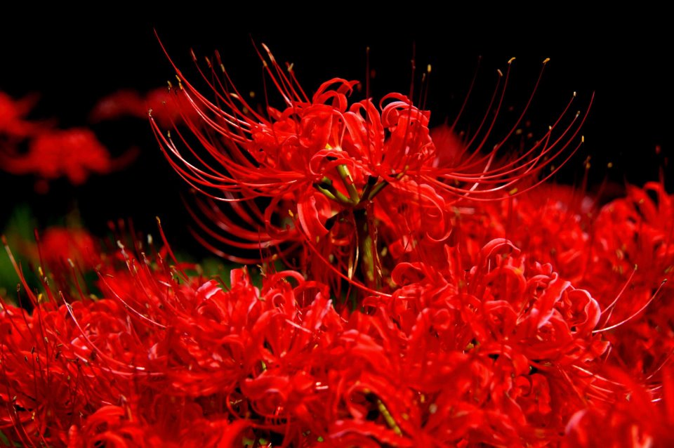 Tuyển tập hình ảnh hoa bỉ ngạn đỏ đẹp nhất - [Kích thước hình ảnh: 960x638 px]