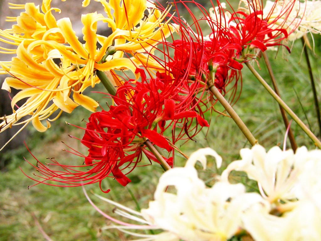 Tuyển tập hình ảnh hoa bỉ ngạn đỏ đẹp nhất - [Kích thước hình ảnh: 1024x768 px]