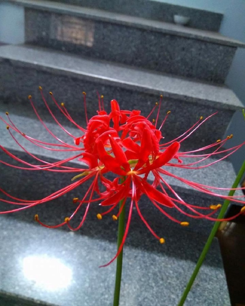 Tuyển tập hình ảnh hoa bỉ ngạn đỏ đẹp nhất - [Kích thước hình ảnh: 800x1000 px]