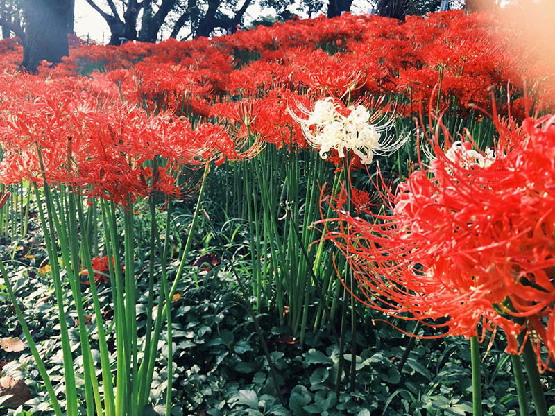 Tuyển tập hình ảnh hoa bỉ ngạn đỏ đẹp nhất - [Kích thước hình ảnh: 800x600 px]