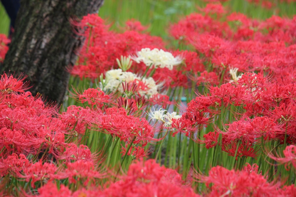 Tuyển tập hình ảnh hoa bỉ ngạn đỏ đẹp nhất - [Kích thước hình ảnh: 1000x666 px]